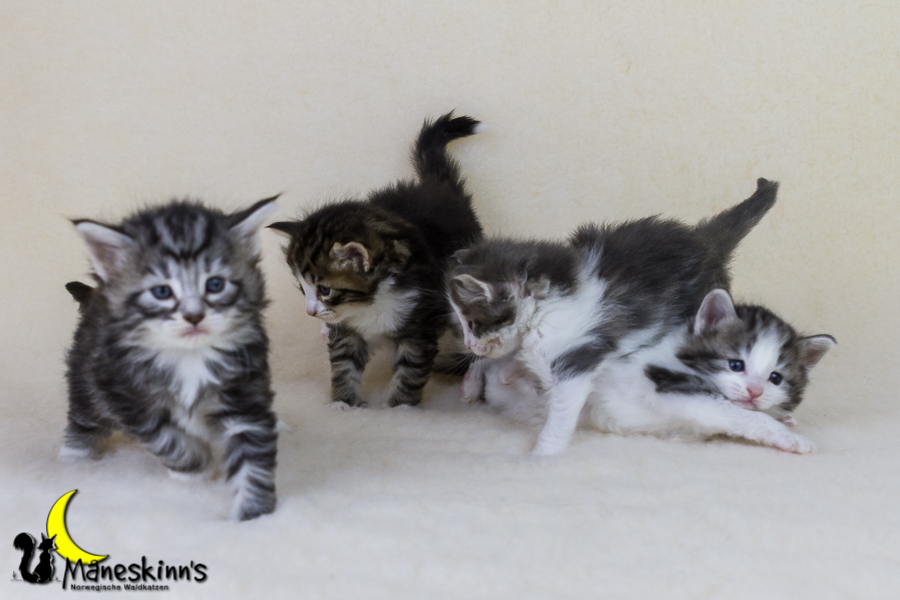 Wurf Y2 (28 Tage alt)