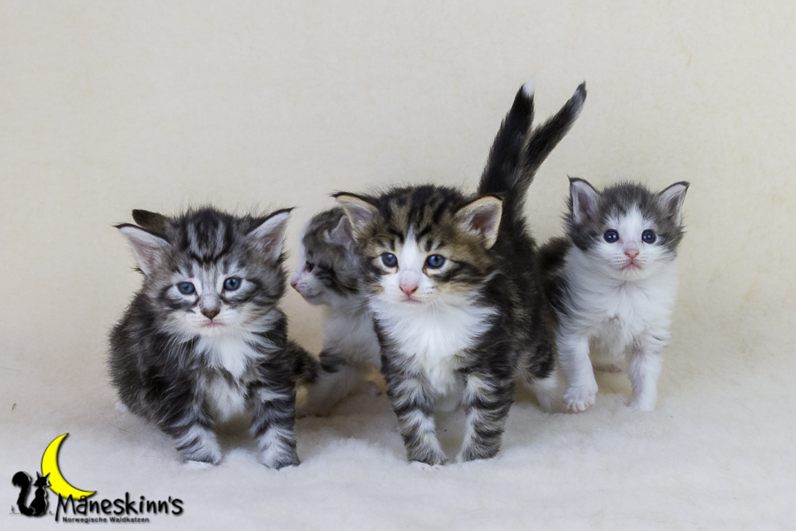 Wurf Y2 (28 Tage alt)