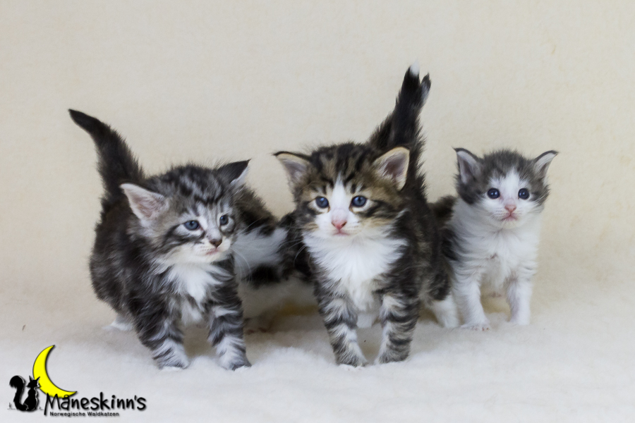 Wurf Y2 (28 Tage alt)