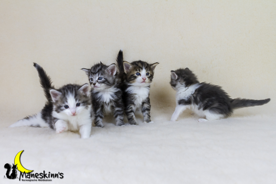 Wurf Y2 (28 Tage alt)