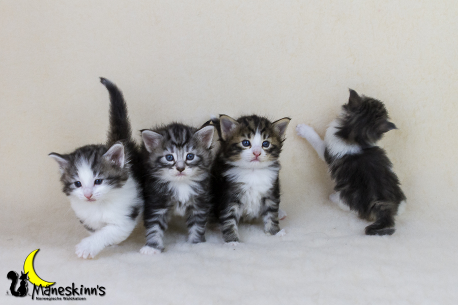 Wurf Y2 (28 Tage alt)