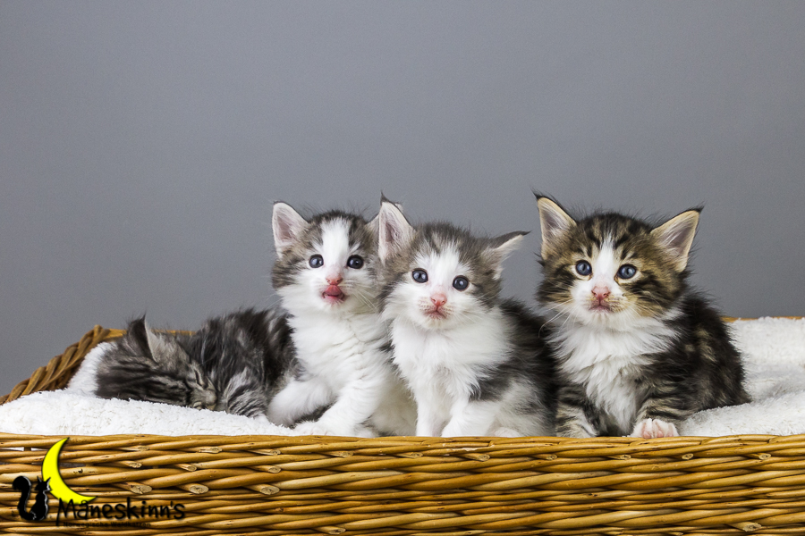 Wurf Y2 (35 Tage alt)