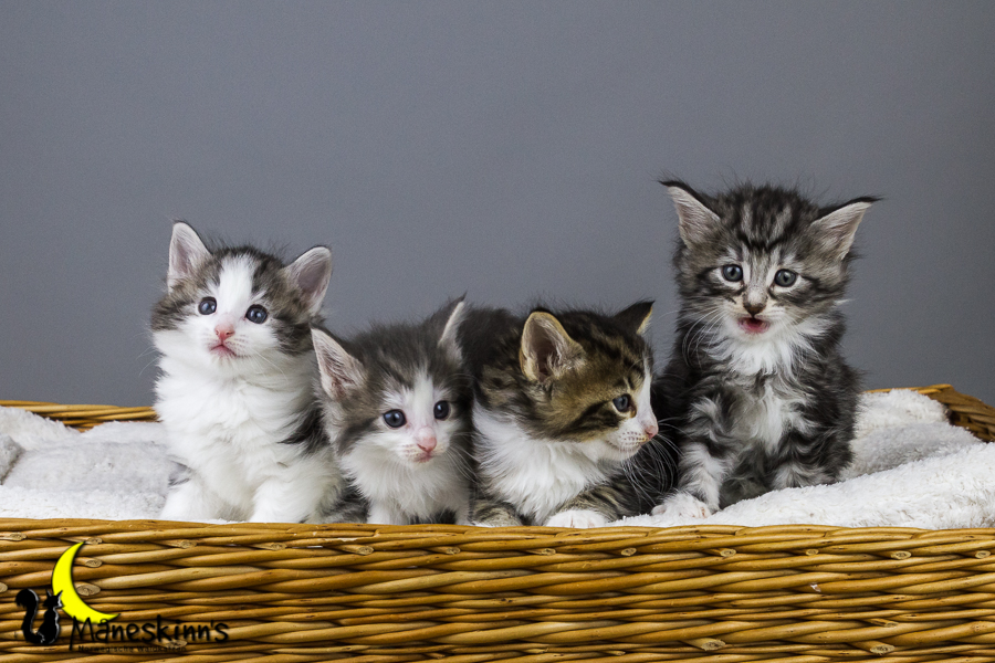 Wurf Y2 (35 Tage alt)