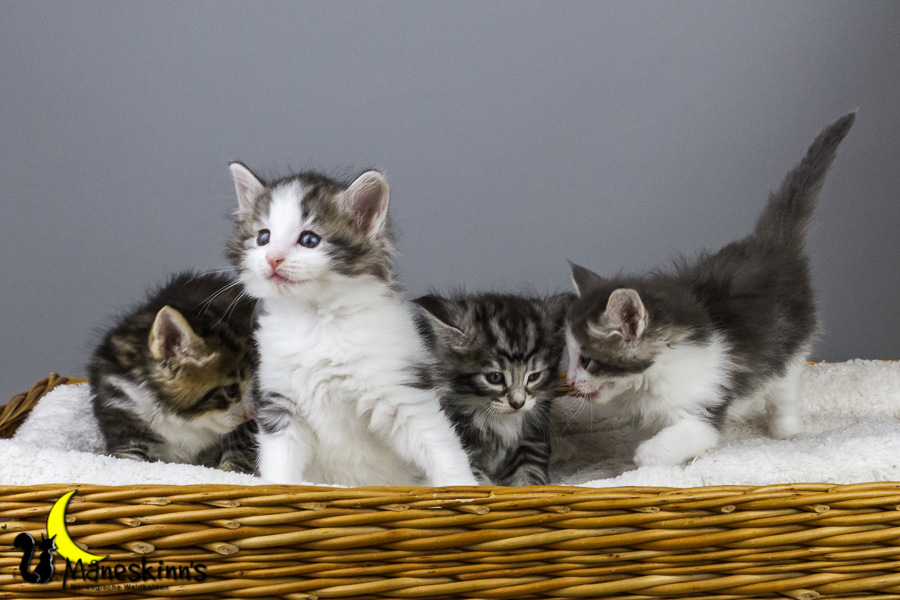 Wurf Y2 (35 Tage alt)