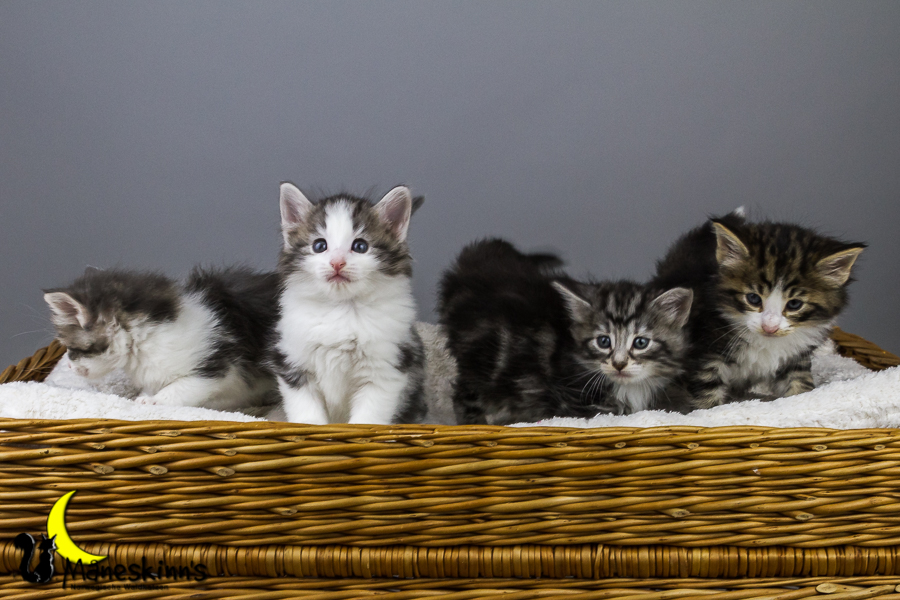 Wurf Y2 (35 Tage alt)