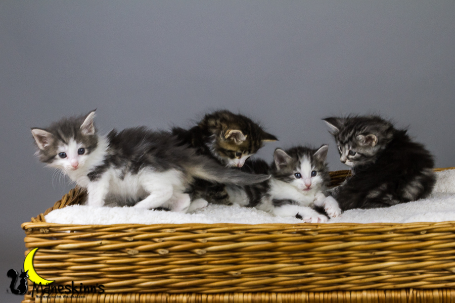 Wurf Y2 (35 Tage alt)