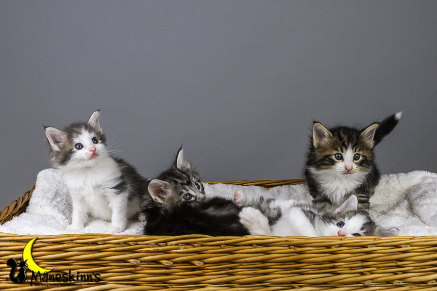 Wurf Y2 (35 Tage alt)