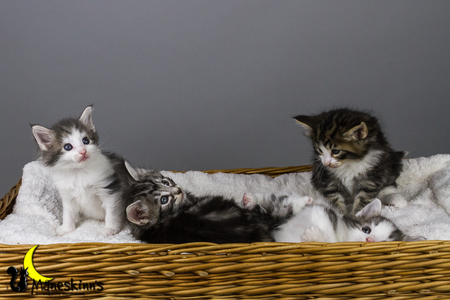 Wurf Y2 (35 Tage alt)