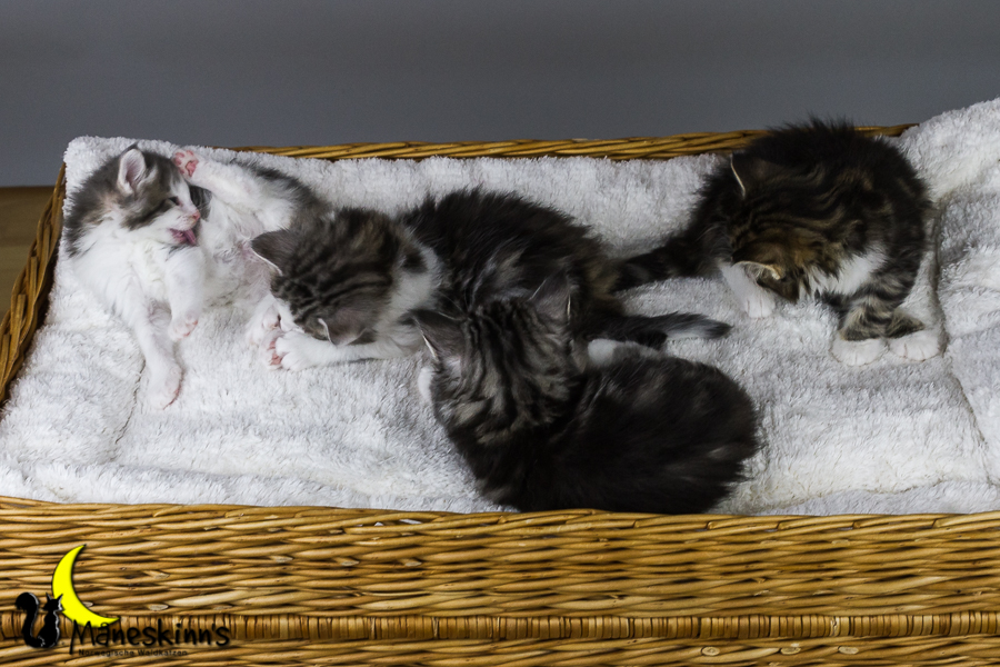 Wurf Y2 (35 Tage alt)