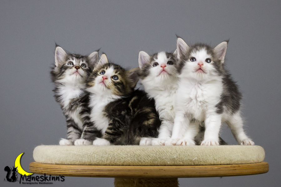 Wurf Y2 (42 Tage alt)