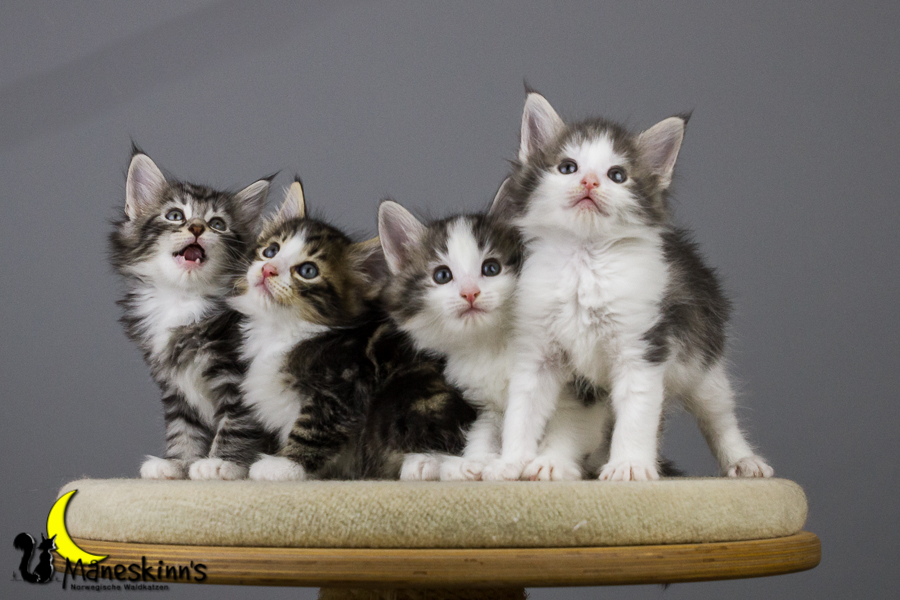 Wurf Y2 (42 Tage alt)