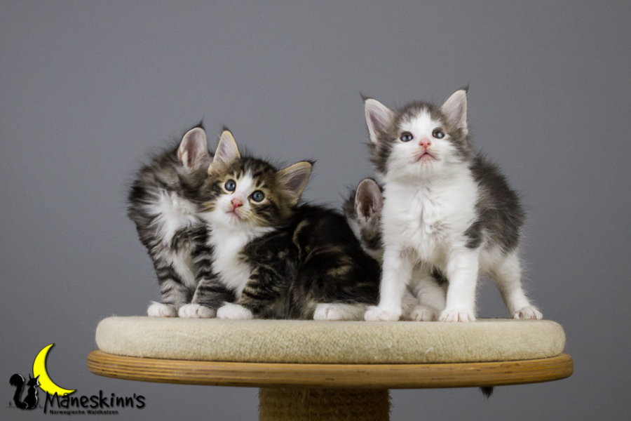 Wurf Y2 (42 Tage alt)