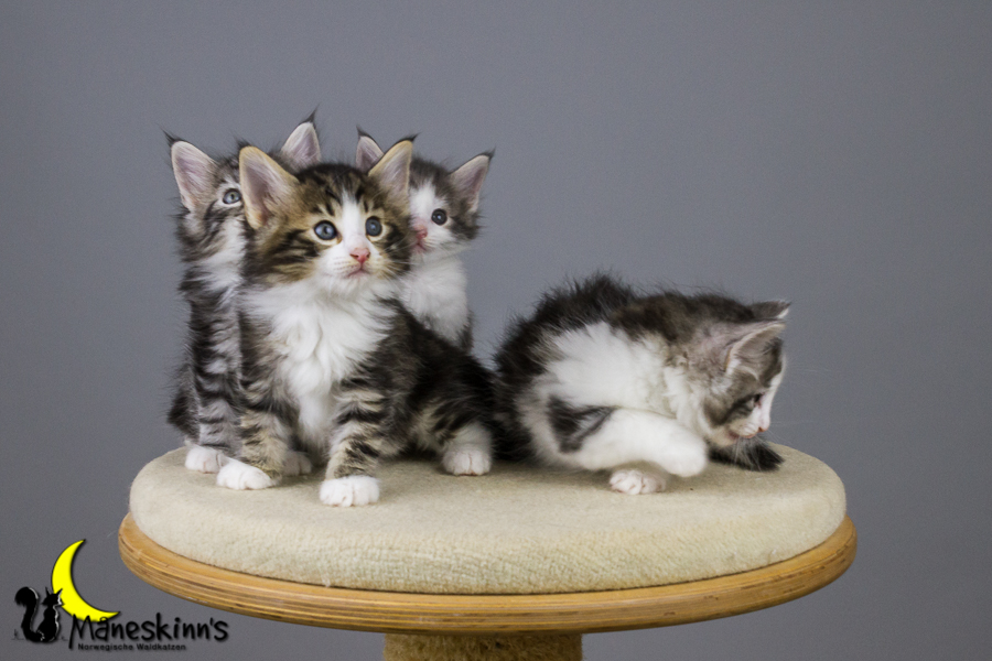 Wurf Y2 (42 Tage alt)