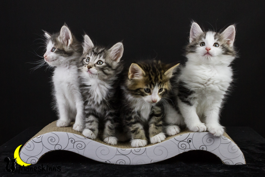 Wurf Y2 (50 Tage alt)