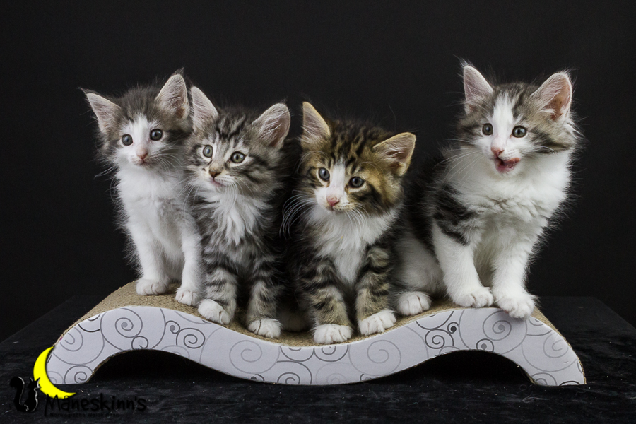 Wurf Y2 (50 Tage alt)