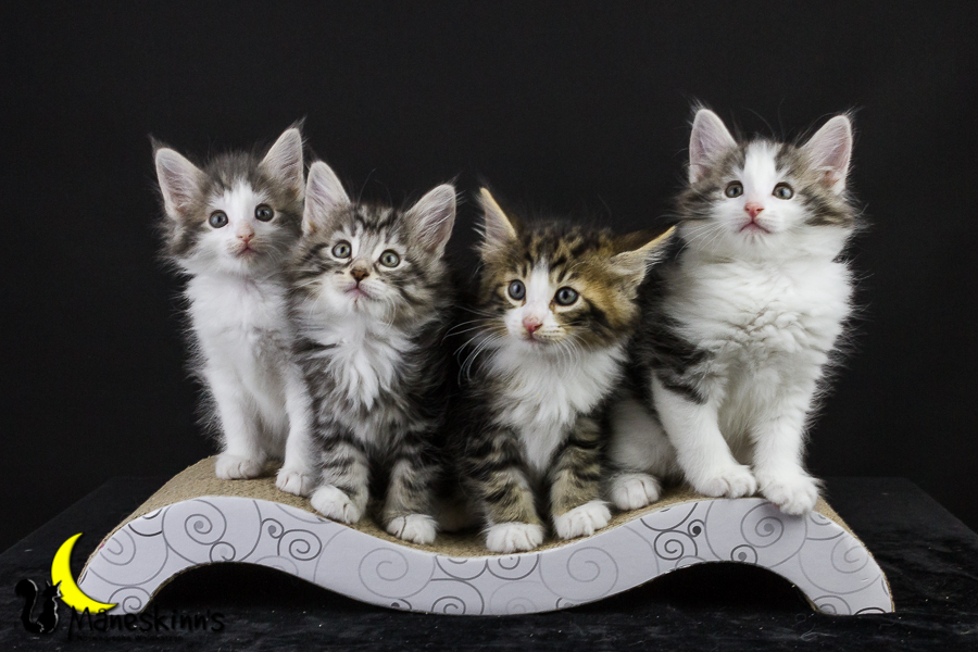 Wurf Y2 (50 Tage alt)