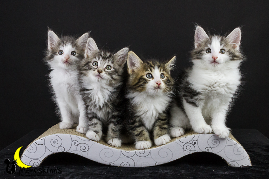 Wurf Y2 (50 Tage alt)