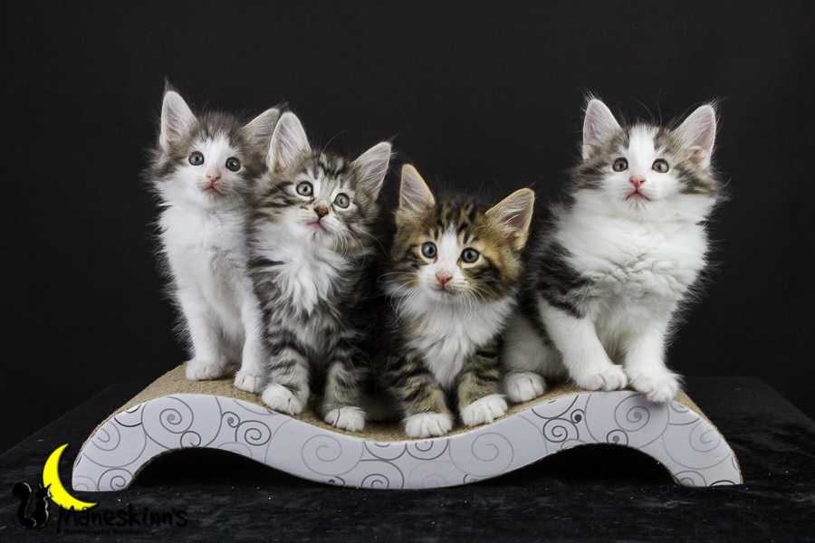 Wurf Y2 (50 Tage alt)