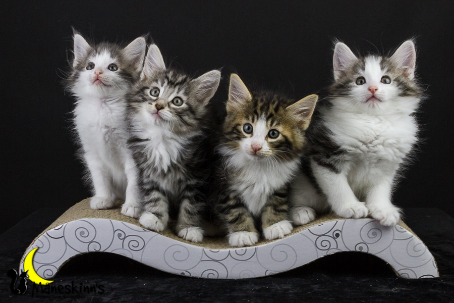 Wurf Y2 (50 Tage alt)