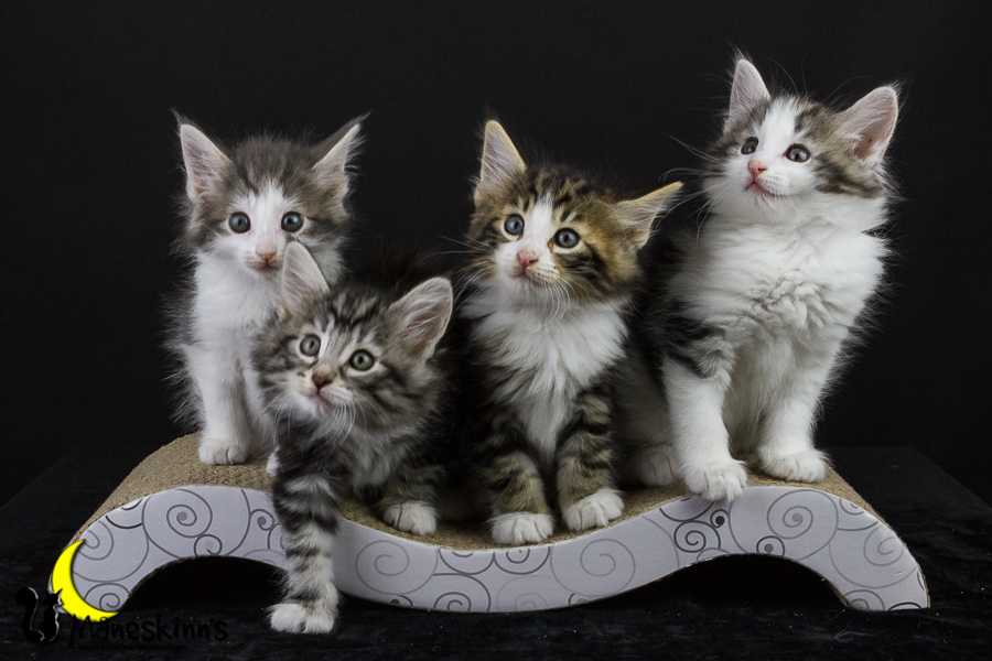 Wurf Y2 (50 Tage alt)