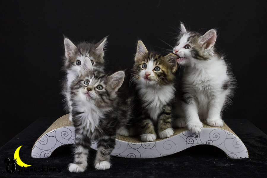 Wurf Y2 (50 Tage alt)