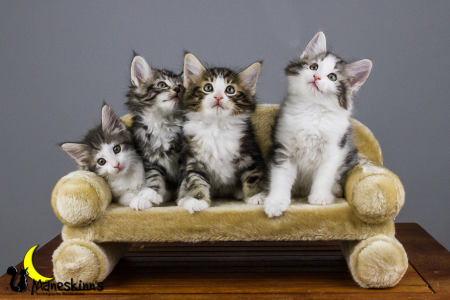 Wurf Y2 (56 Tage alt)