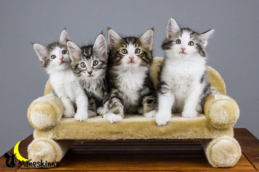 Wurf Y2 (56 Tage alt)