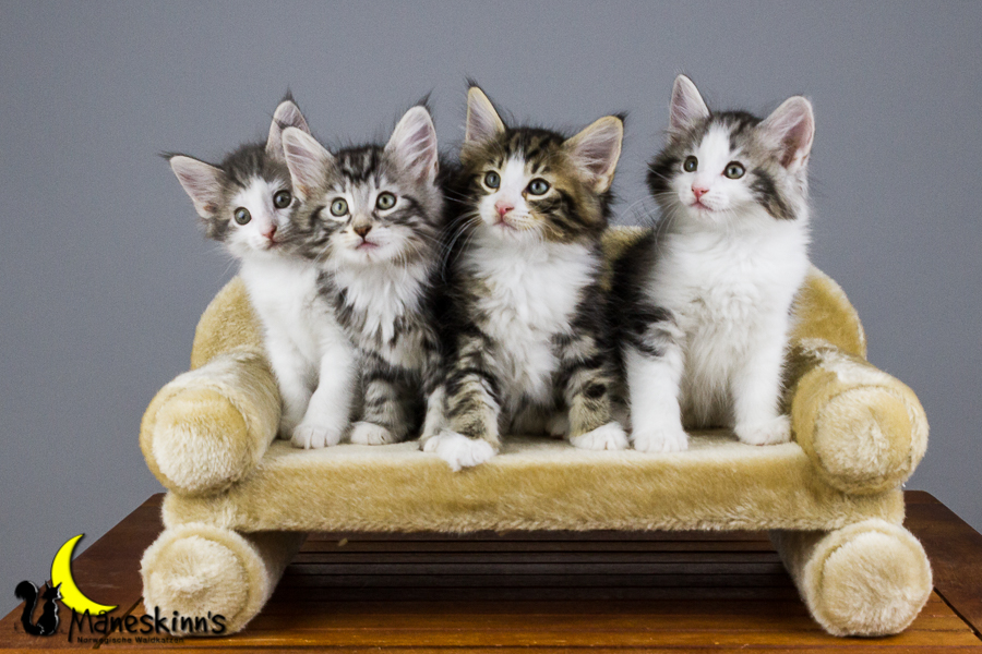 Wurf Y2 (56 Tage alt)