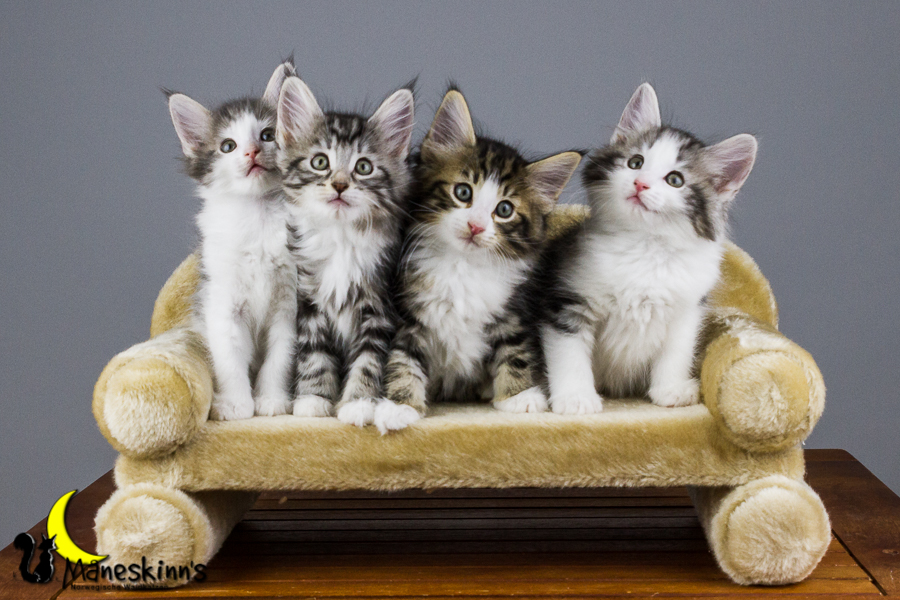 Wurf Y2 (56 Tage alt)