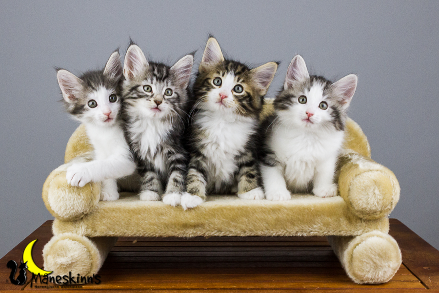 Wurf Y2 (56 Tage alt)