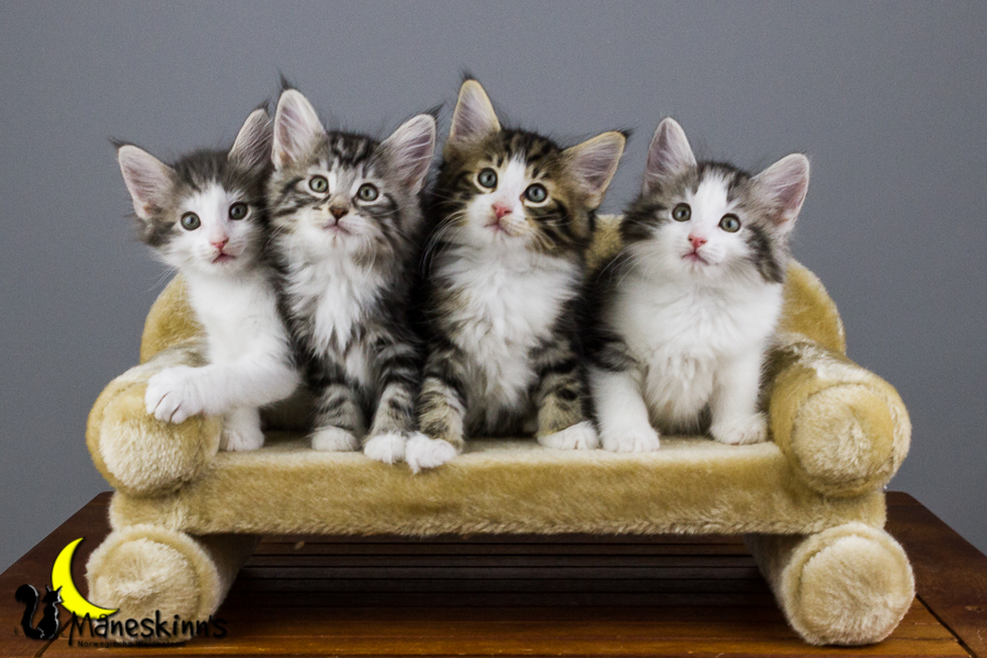 Wurf Y2 (56 Tage alt)