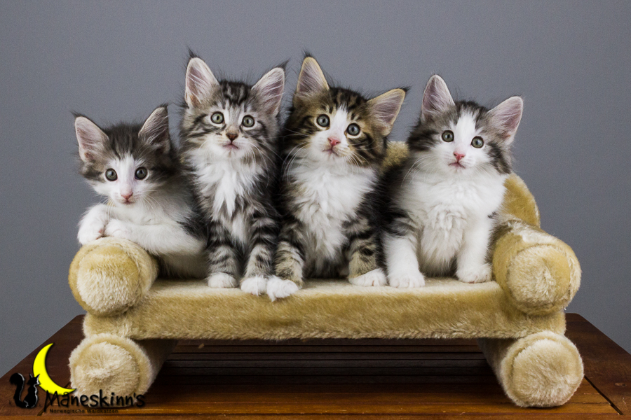 Wurf Y2 (56 Tage alt)