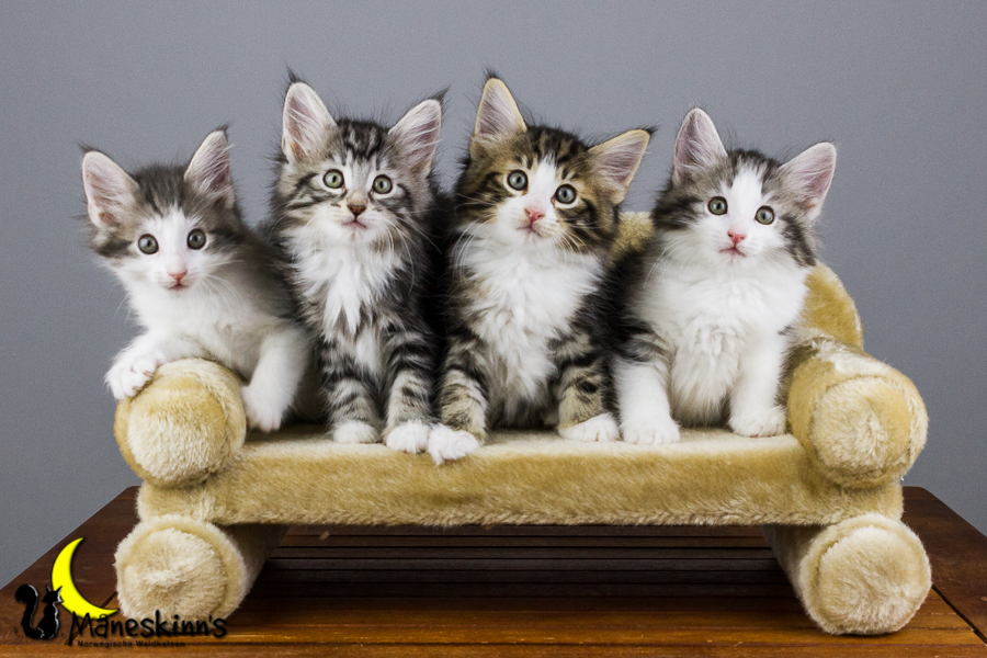 Wurf Y2 (56 Tage alt)