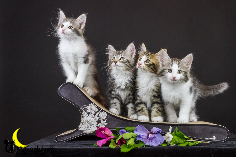 Wurf Y2 (63 Tage alt)