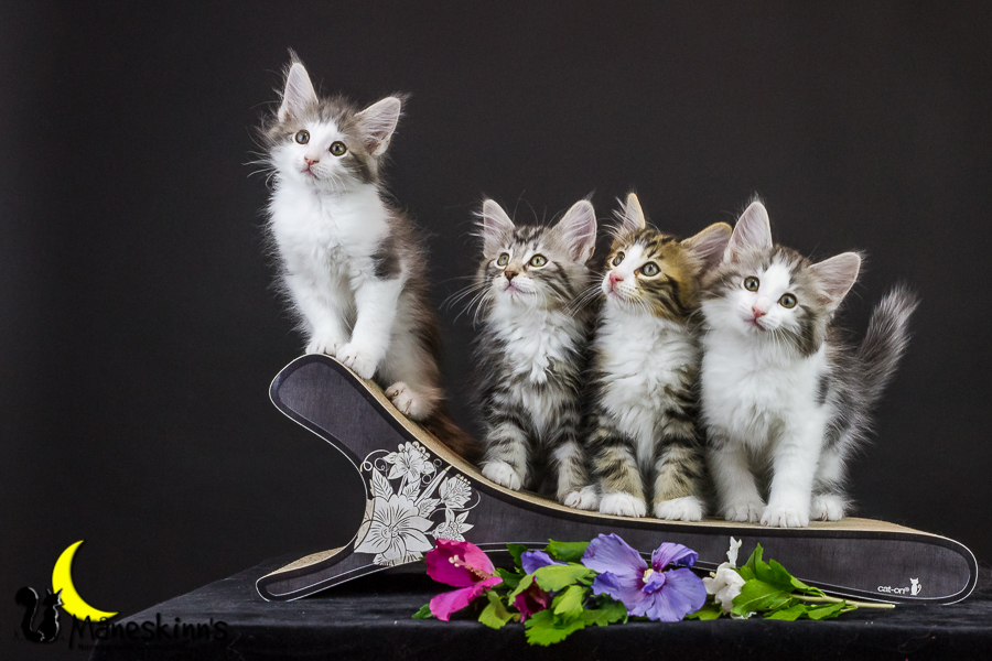 Wurf Y2 (63 Tage alt)