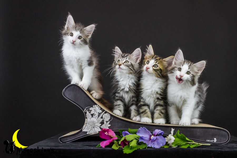 Wurf Y2 (63 Tage alt)