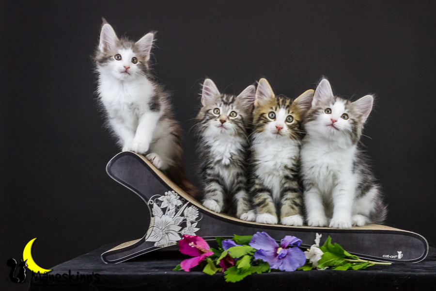 Wurf Y2 (63 Tage alt)