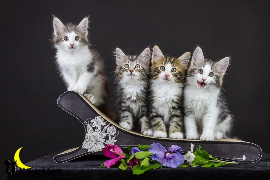 Wurf Y2 (63 Tage alt)