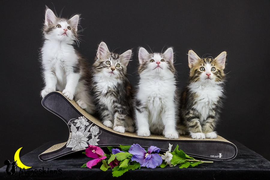 Wurf Y2 (63 Tage alt)