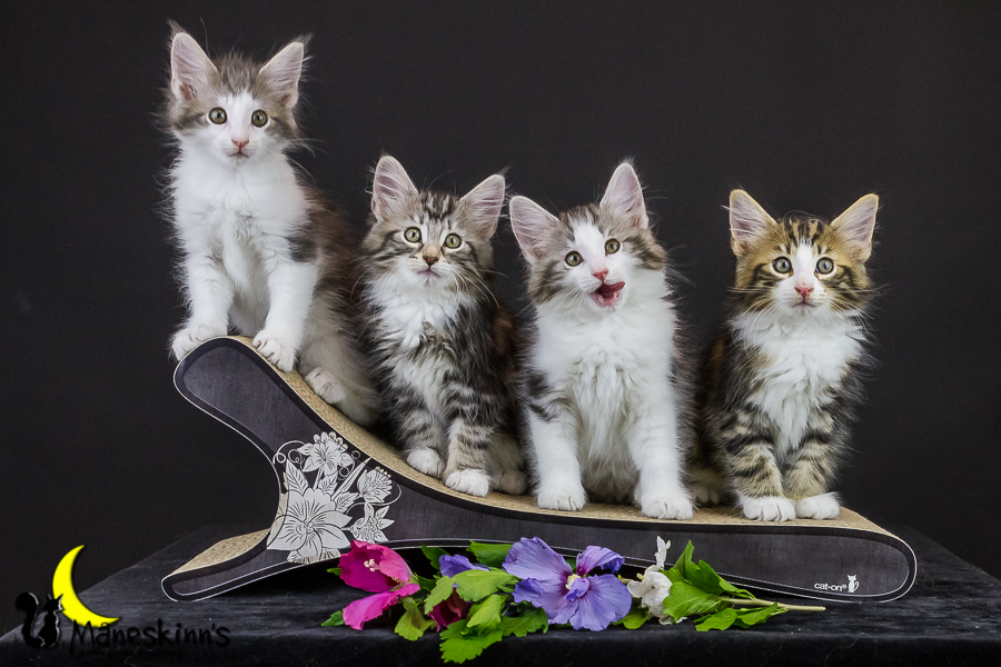 Wurf Y2 (63 Tage alt)