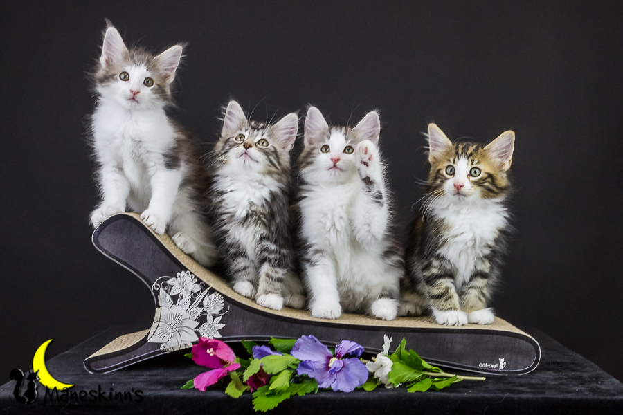 Wurf Y2 (63 Tage alt)