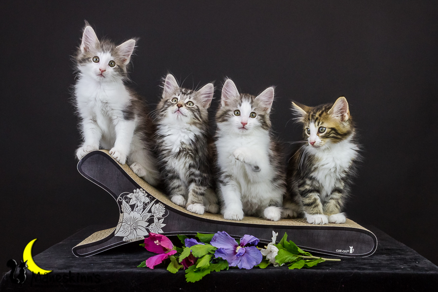 Wurf Y2 (63 Tage alt)