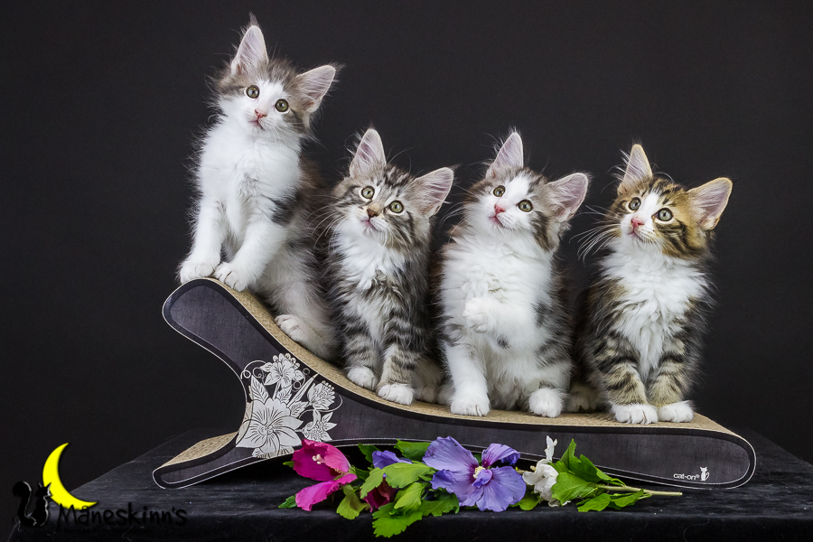 Wurf Y2 (63 Tage alt)