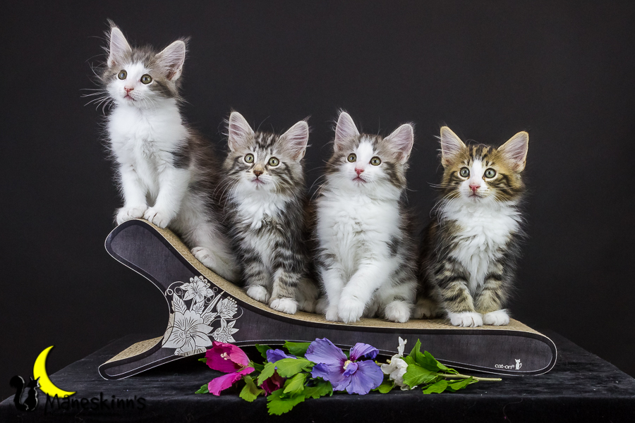 Wurf Y2 (63 Tage alt)