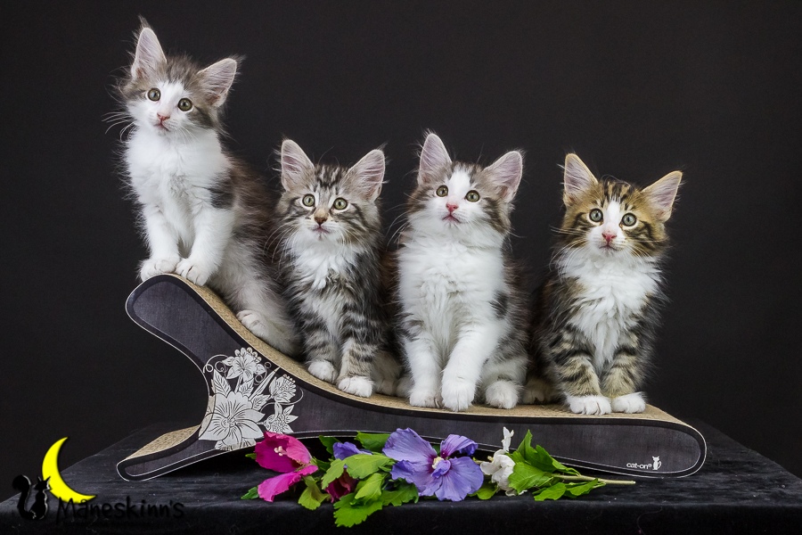 Wurf Y2 (63 Tage alt)