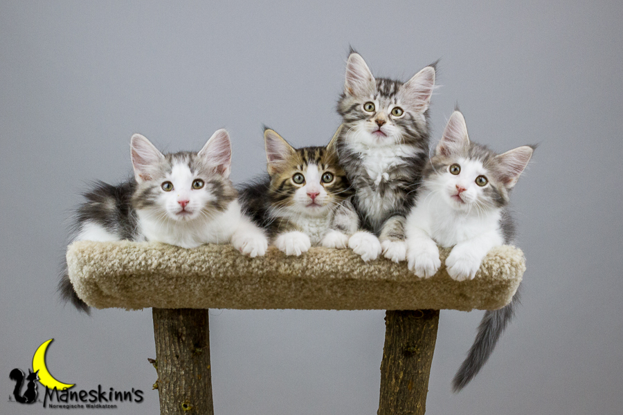 Wurf Y2 (70 Tage alt)