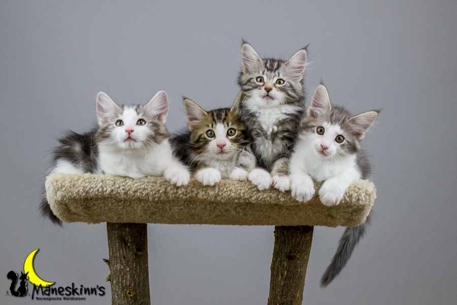 Wurf Y2 (70 Tage alt)