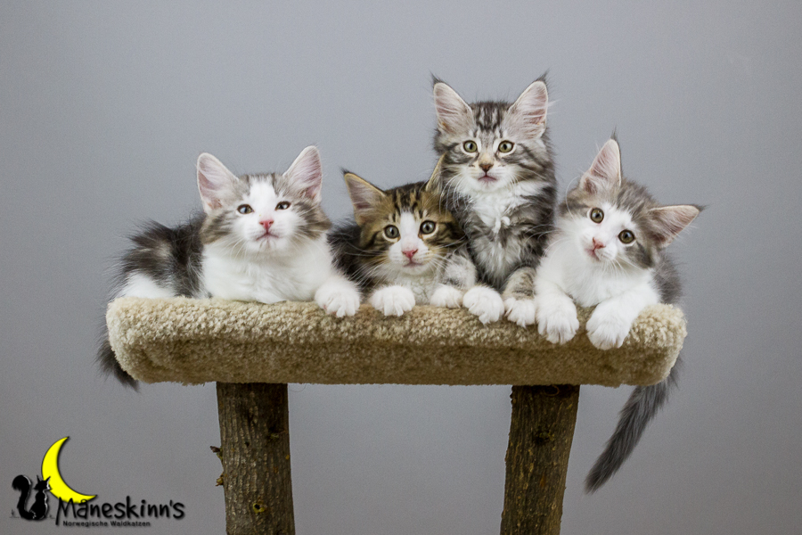 Wurf Y2 (70 Tage alt)