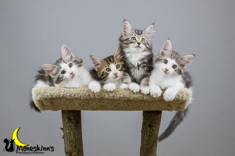 Wurf Y2 (70 Tage alt)