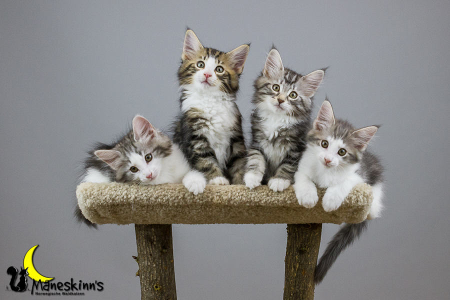 Wurf Y2 (70 Tage alt)